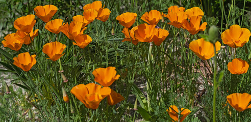  Kalifornische Mohn (Eschscholzia californica)