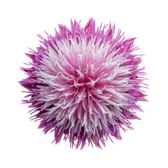 Obraz premium Close-up of a vibrant pink and white flower. Its intricate petals create a stunning visual display