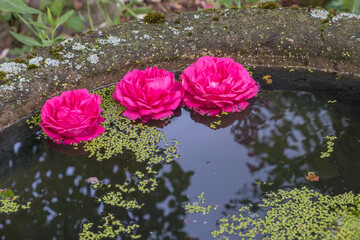 Rosenblüten schwimmen in einer Schale mit Wasser