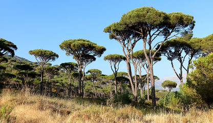 Lebanon Pine Forest: Umbrella pine forest in the Lebanese mountains