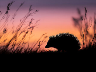 Erizo silhouette in evening sunset light with field grasses in foreground