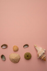 refreshing and summery seashell background