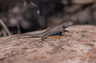 Male plateau fence lizard from Colorado National Monument 