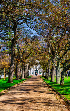 Vertical shot of Groot Constantia manor framed by tree avenue, Cape Town, South Africa
