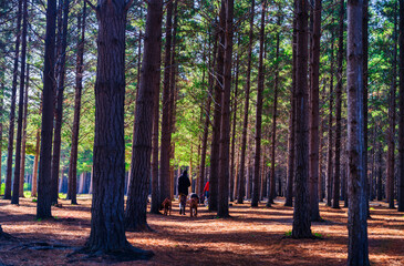 People walking dogs in the gentle sunlight of Tokai Forest, Cape Town, South Africa