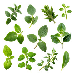 Various fresh herbs with vibrant green leaves. The herbs are carefully arranged, showcasing their different textures and shapes