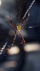Spider in the middle of the web. Focus selected