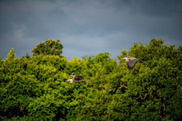 Fototapeta premium Great blue herons in flight