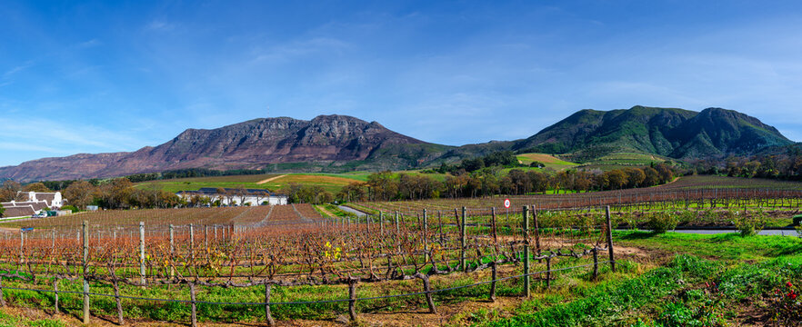Panorama of Groot Constantia vineyards and Constantiaberg mountain, Cape Town, South Africa