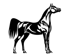 Fototapeta premium Stylized black and white illustration of an Arabian horse standing in profile