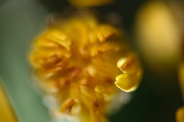 Macro shot of fresh flower petals with tiny mites on surface