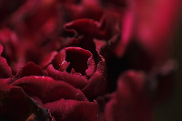 Macro shot of fresh flower petals with tiny mites on surface