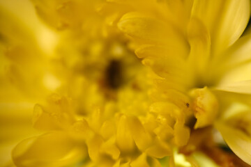 Macro shot of fresh flower petals with tiny mites on surface