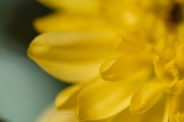 Obraz premium Macro shot of fresh flower petals with tiny mites on surface