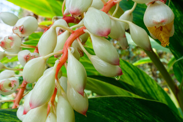 くまたけらんの花びら