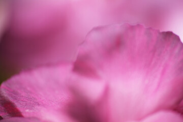 Macro shot of fresh flower petals with tiny mites on surface
