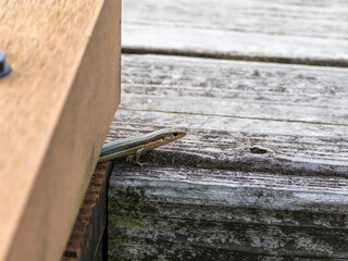 隙間から頭を出すニホントカゲ