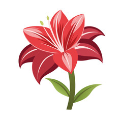 amaryllis flower vector illustration