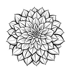 beautiful dahlia flower vector illustration outline