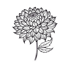 hand drawn flower