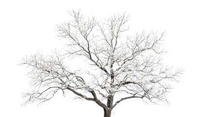 A single leafless tree with intricate branches captured on white background 