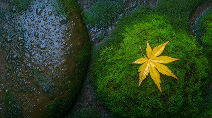 Bright yellow maple leaf on green moss