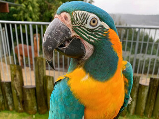 Blue-and-Yellow Macaw in Outdoor Setting