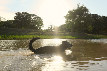 Active black dog swimming in pond water for pet lifestyle outdoors during summer season in Texas.