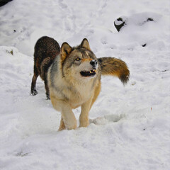 Brown Wolf Standing in Snow