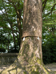 注連縄が巻かれた神社の御神木