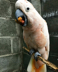 Salmon-Crested Cockatoo on Perch