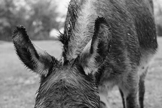 Wet hair on mini donkey closeup during rain weather.