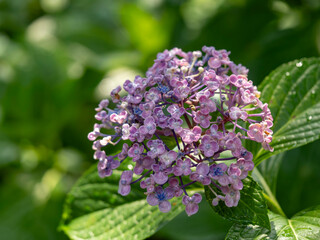 濡れた紫の紫陽花