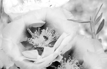 Prickly pear cactus blooms from top view in black and white.