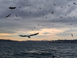 flock of seagulls