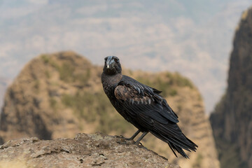 Thick Billed Raven in Simien Mountains, Ethiopia