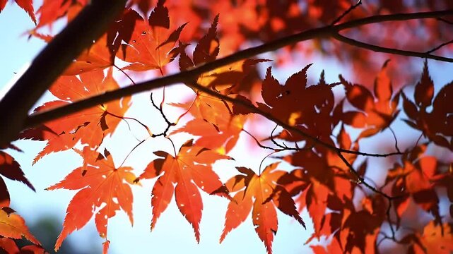 Vibrant Red Maple Leaves with Detailed Textures Under Bright Sky During Autumn Day