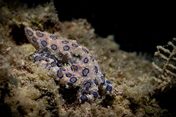 Blue Ringed Octopus at Kapalai, Malaysia 