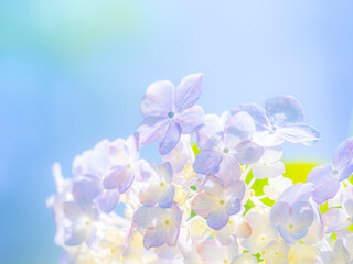 梅雨から初夏の公園や花壇を彩るアジサイのある風景。繊細で美しい装飾花に雨上がりの水滴がつき、朝陽に照らされて透き通る様子のクローズアップ。