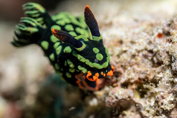 Nembrotha Nudibranch 