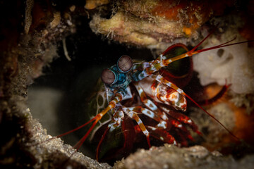 Peacock Mantis Shrimp