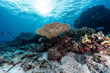 coral reef at Sipadan, Malaysia 