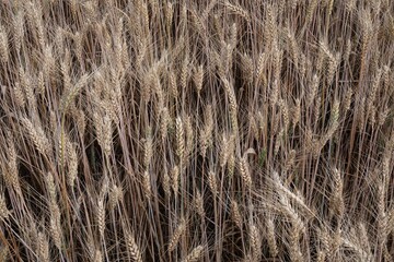 Golden wheat field closeup under blue sky during summer harvest season