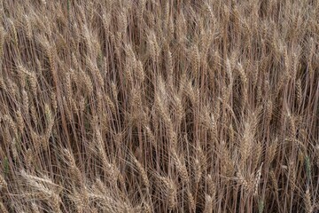 Mature wheat crop in a summer field, fully developed and ready for harvesting. A key stage in food production and grain farming cycle.