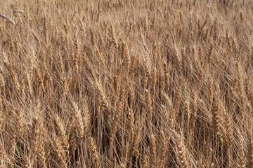 Golden wheat field closeup under blue sky during summer harvest season