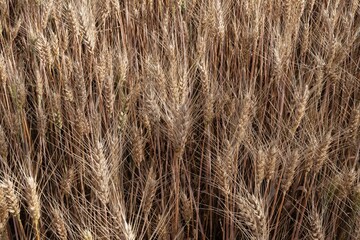 Mature wheat crop in a summer field, fully developed and ready for harvesting. A key stage in food production and grain farming cycle.