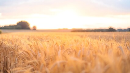 A wheat field at sunset with a blurred background of trees and a hazy sky above