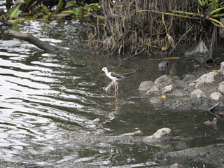 Bird standing in shallow water near rocky shoreline with dense vegetation in background, appearing calm and alert in natural wetland setting