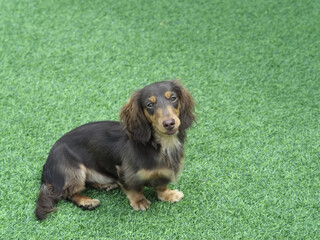 Small, long haired dachshund sitting on lush green grass lawn, looking at camera with gentle...