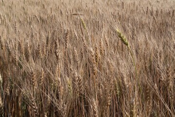 Close-up of golden ears of ripe wheat in farmland at sunset in summer